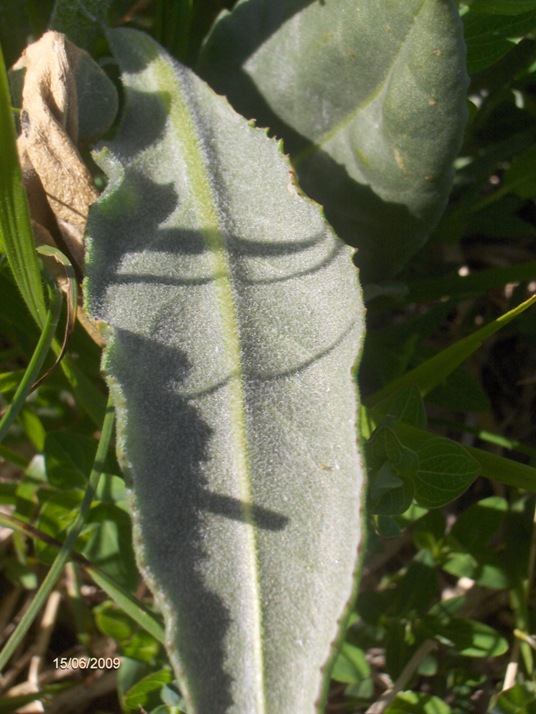 Senecio provincialis